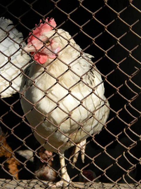 持者回忆起 持者回忆起